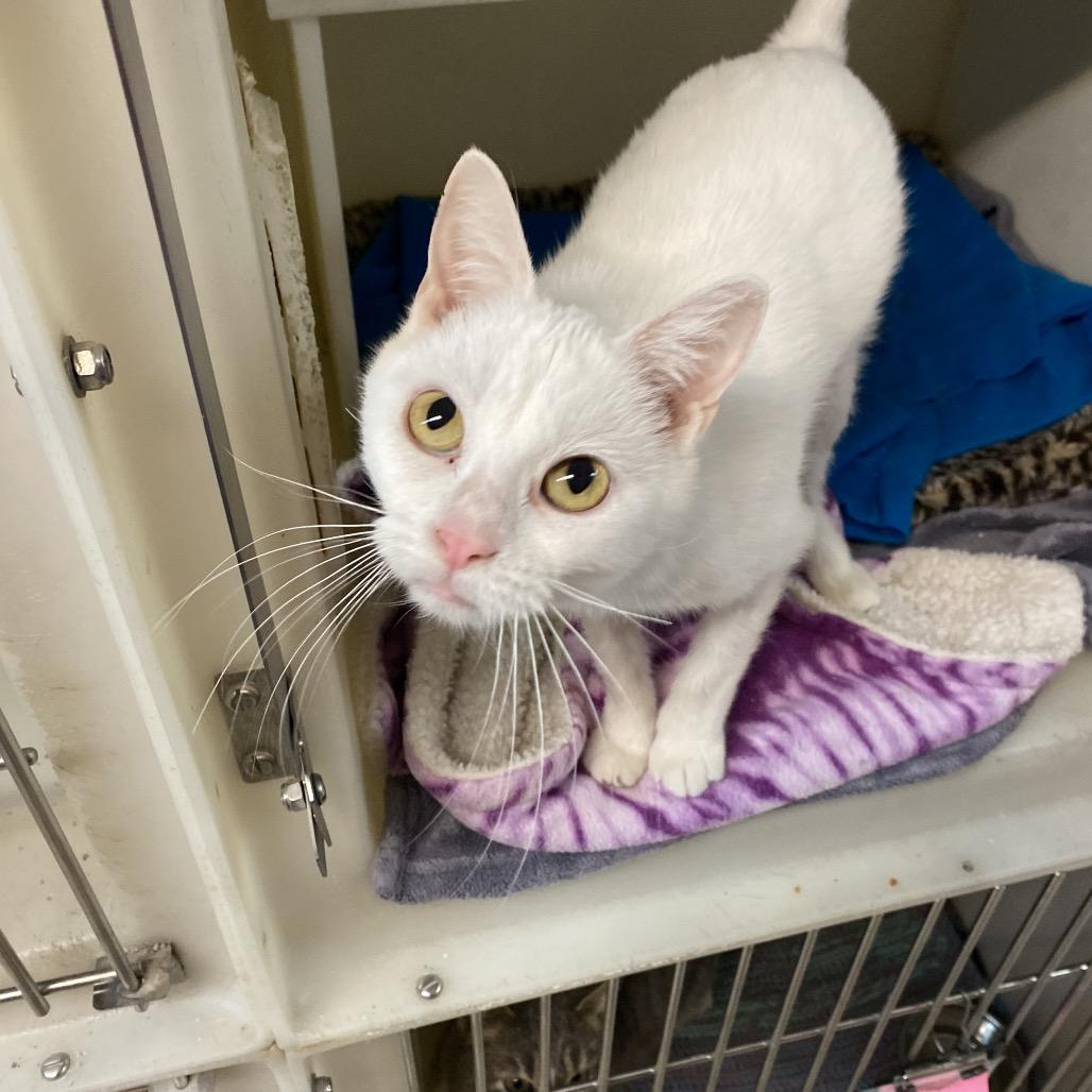 Enlarge Ayla, a Adoptable Domestic Short Hair in Madison, WI image 3/4