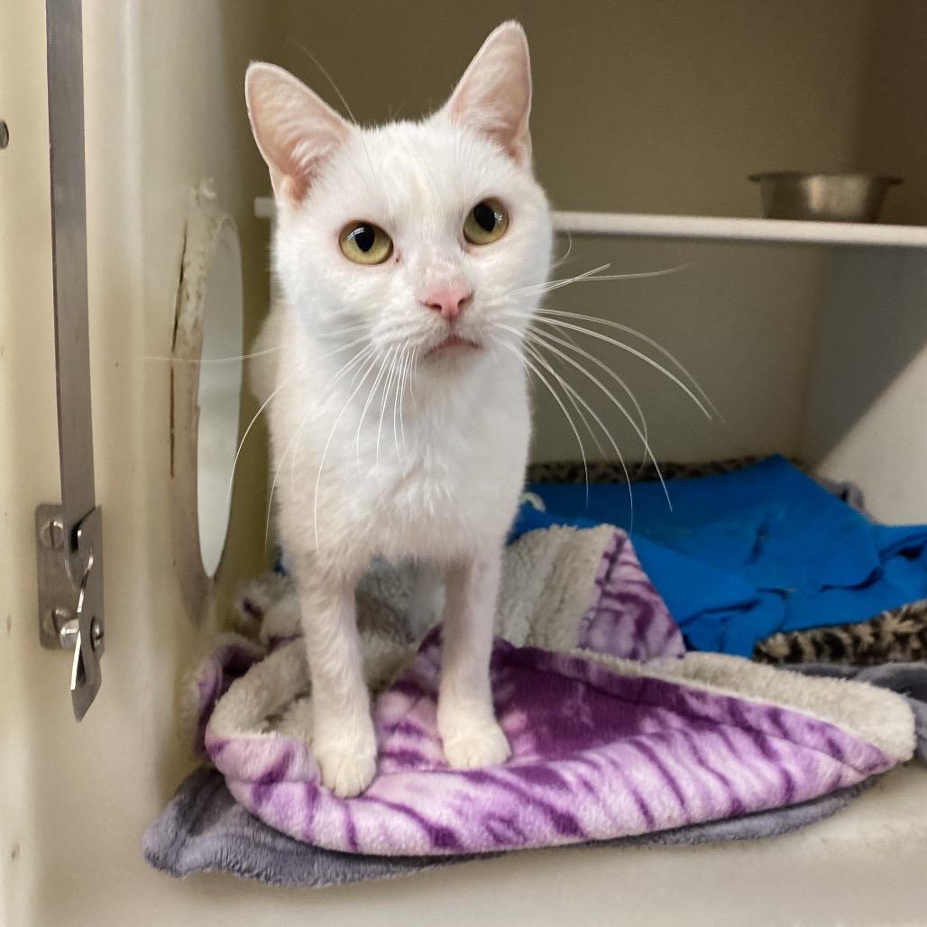 Enlarge Ayla, a Adoptable Domestic Short Hair in Madison, WI image 4/4