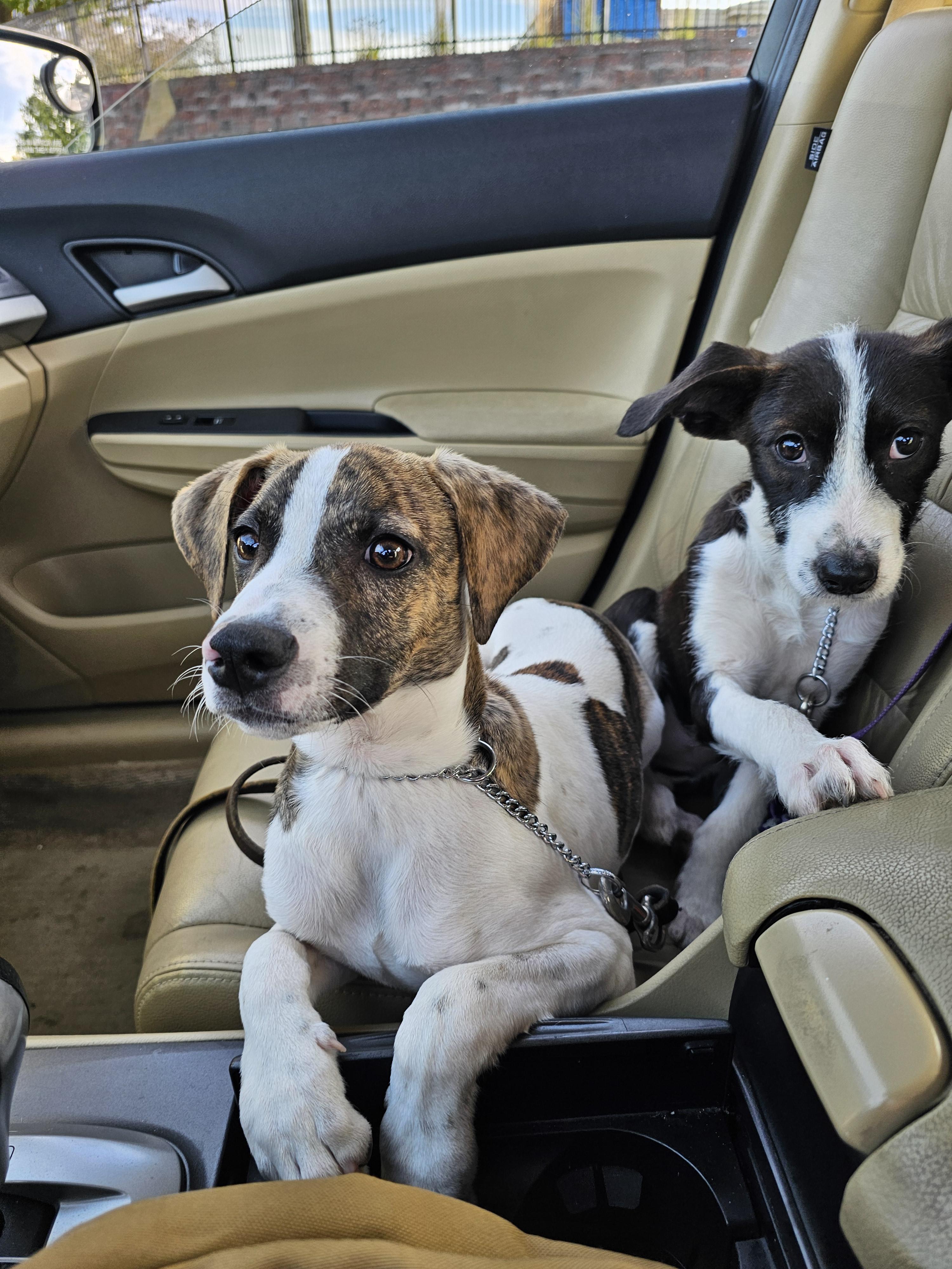 Archer - In Foster, a Adoptable mixed breed in Kalamazoo, MI image 1/6