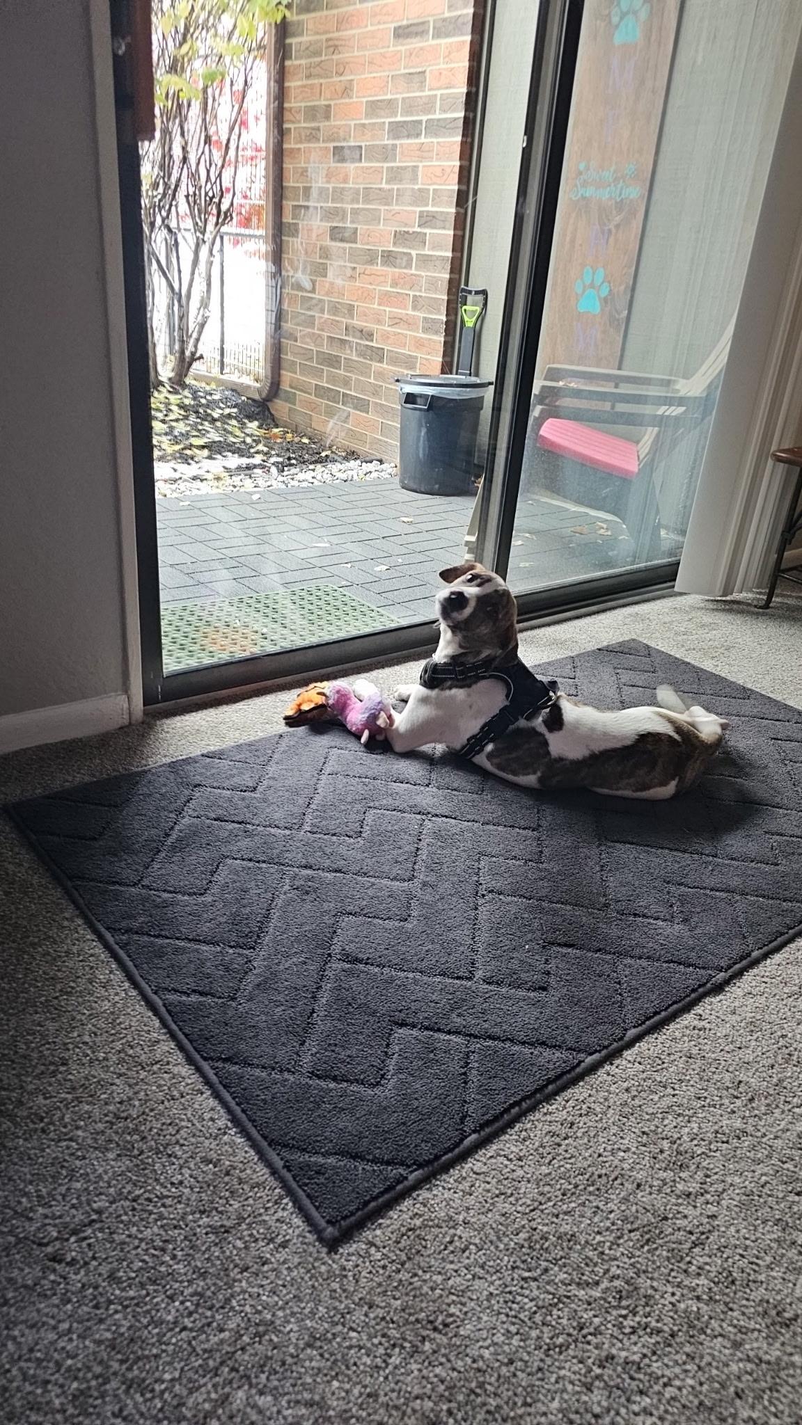 Archer - In Foster, a Adoptable mixed breed in Kalamazoo, MI image 3/6