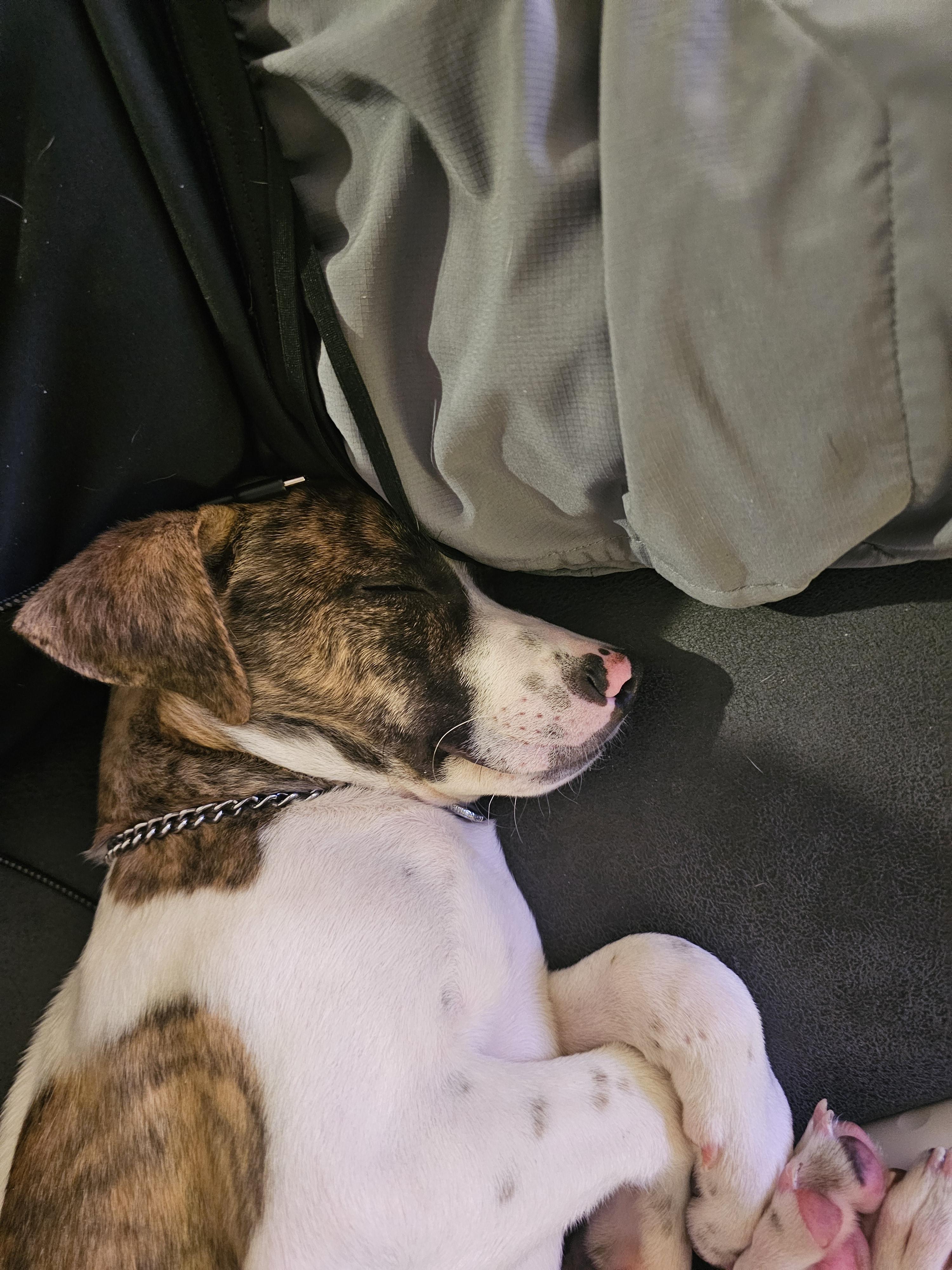 Archer - In Foster, a Adoptable mixed breed in Kalamazoo, MI image 2/6