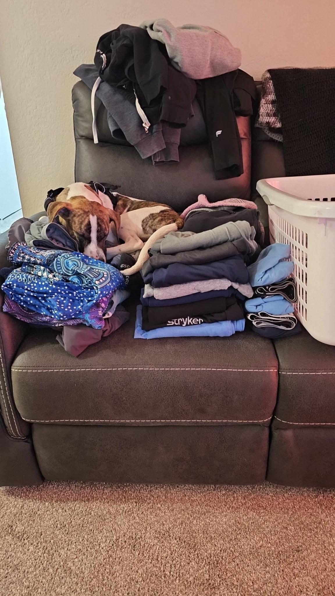 Archer - In Foster, a Adoptable mixed breed in Kalamazoo, MI image 5/6