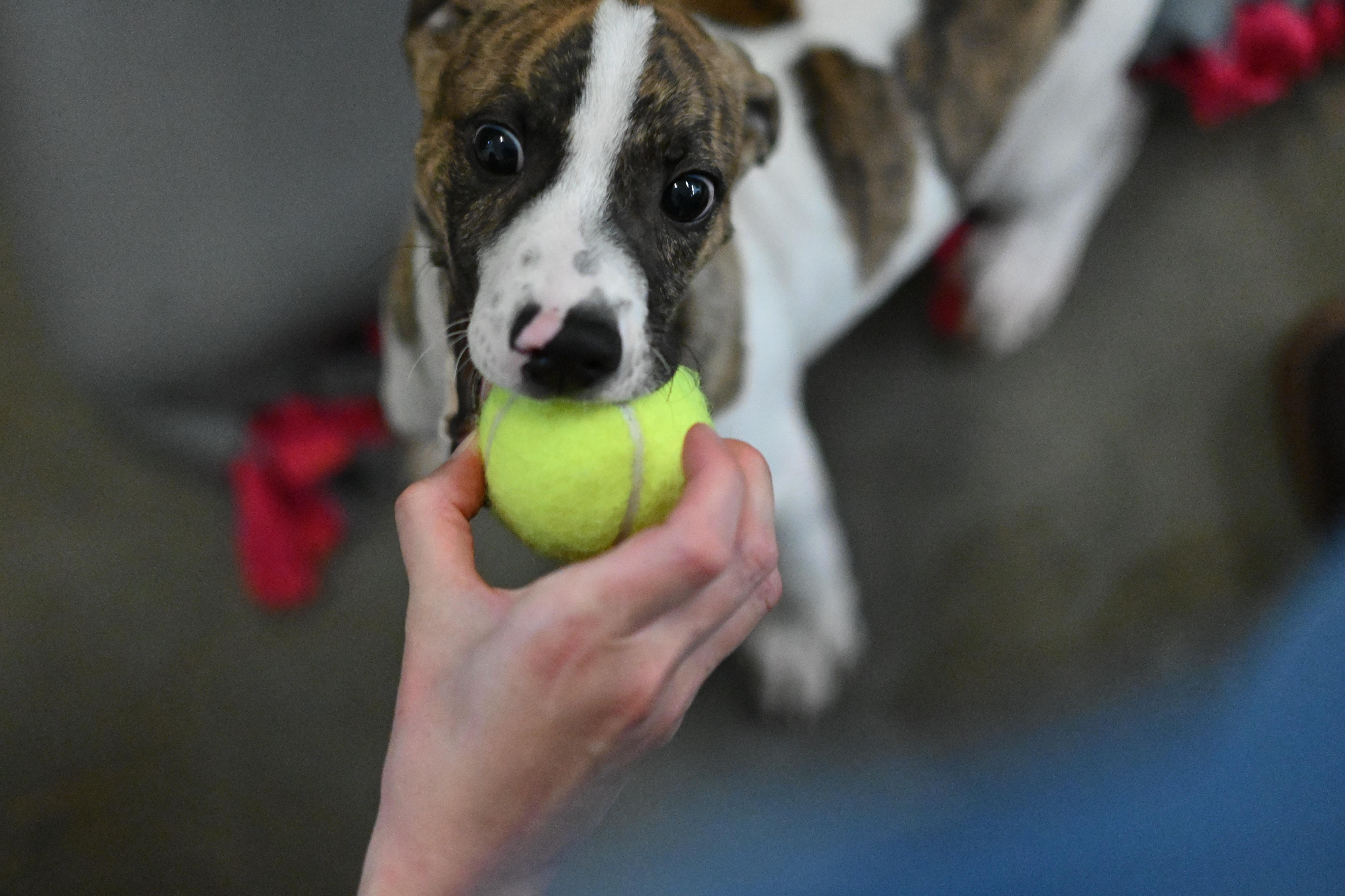 Archer - In Foster, a Adoptable mixed breed in Kalamazoo, MI image 6/6