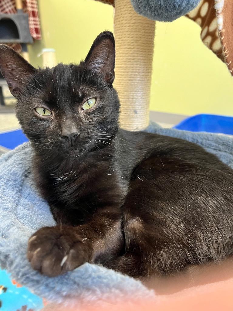 Vanta, Adoptable, Kitten Female Domestic Short Hair.