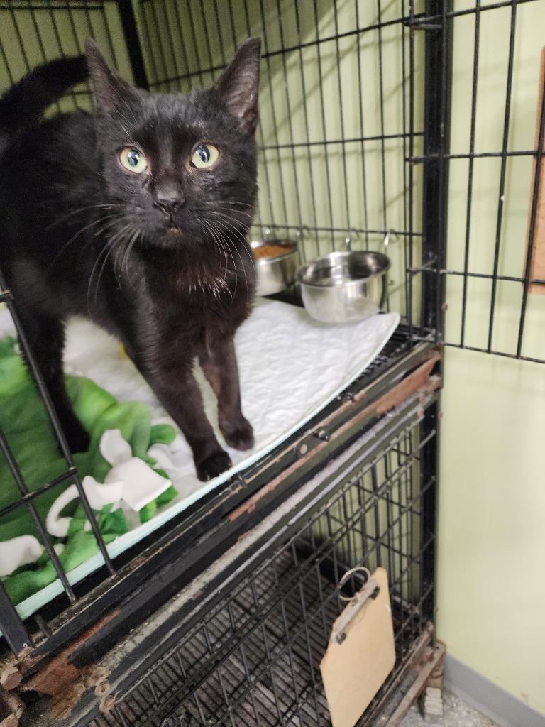 Enlarge Vanta, a Adoptable mixed breed in Auburn, IN image 2/2