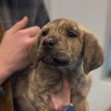 Enlarge Espresso, an adopted mixed breed in Charleston, SC image 1/1