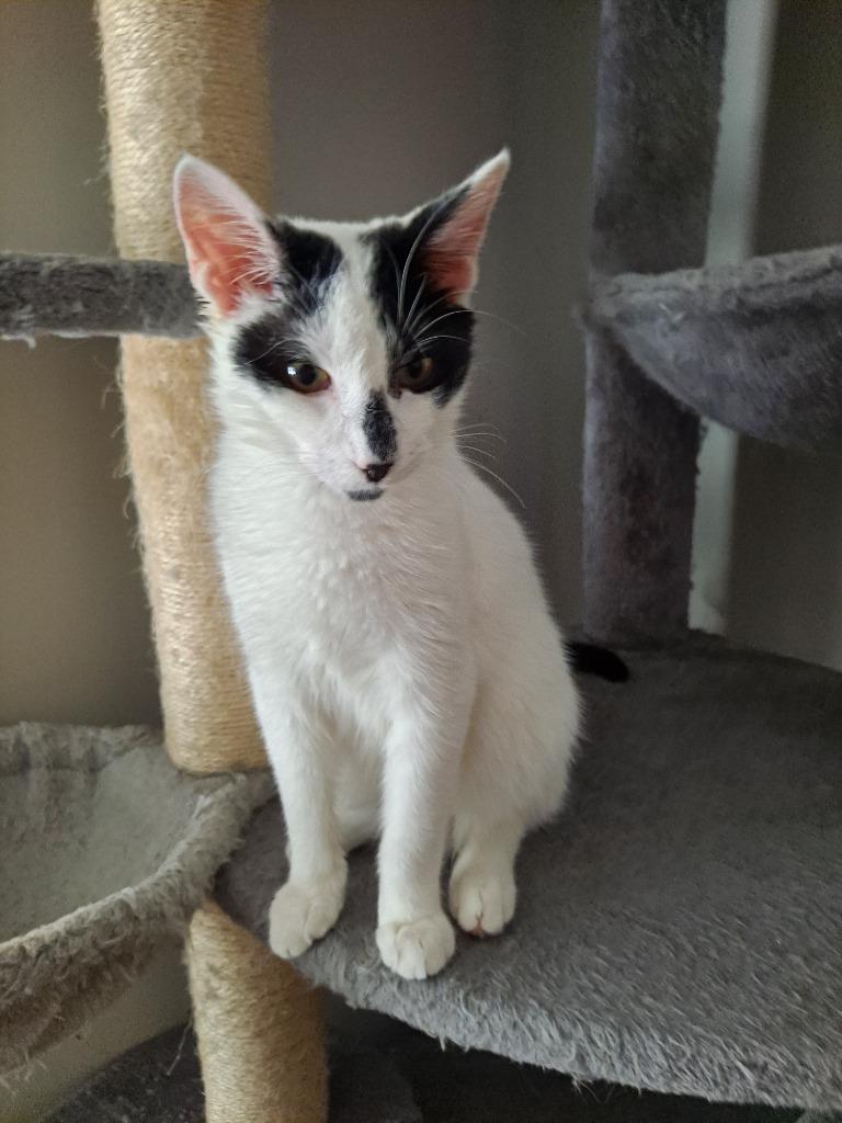 Enlarge Webber, a Adopted mixed breed in Brainardsville, NY image 1/3