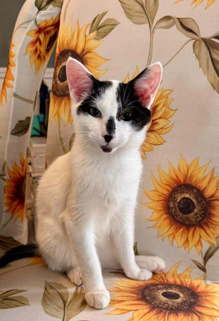 Enlarge Webber, a Adopted mixed breed in Brainardsville, NY image 2/3