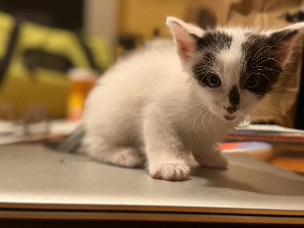 Webber, a Adopted mixed breed in Brainardsville, NY image 3/3