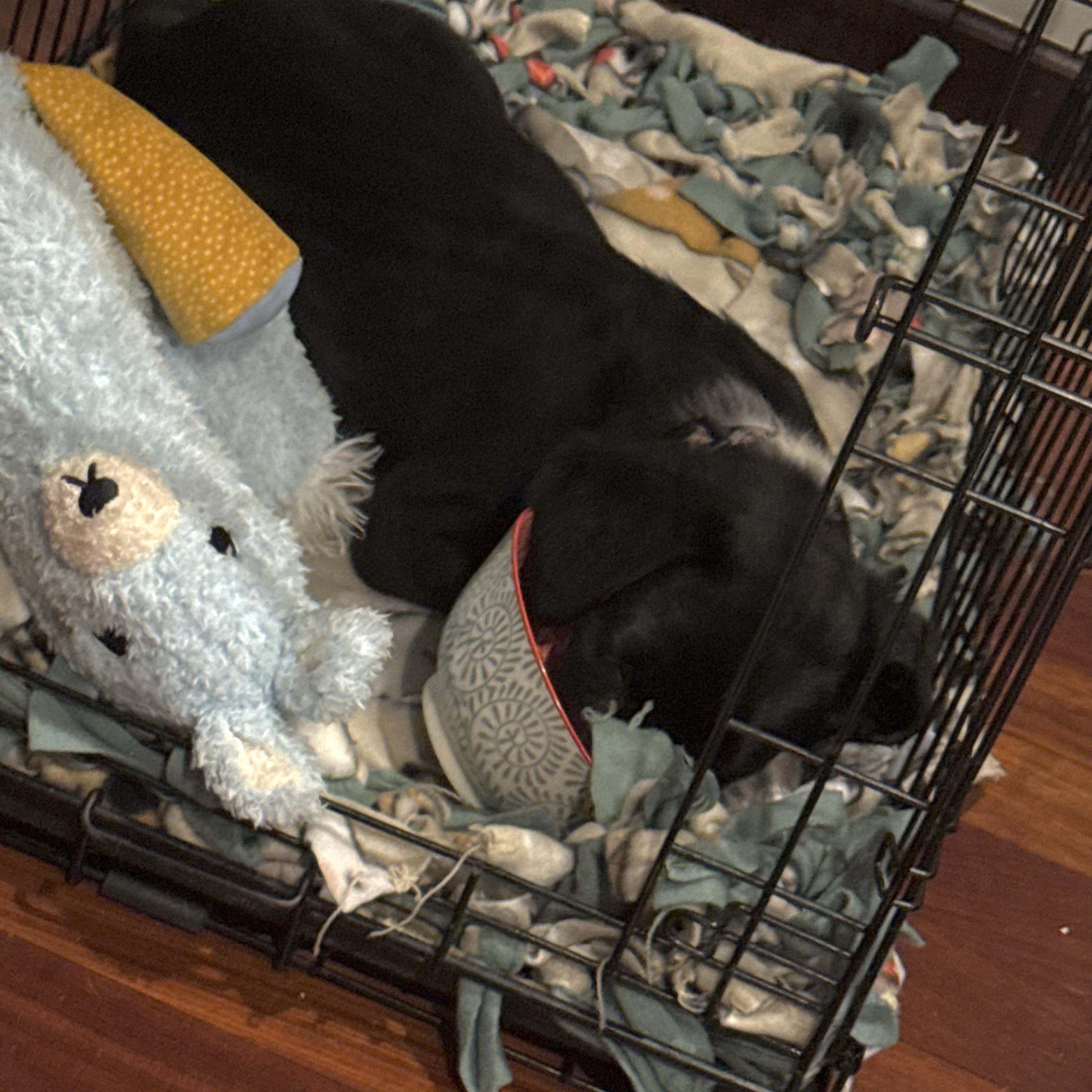 Enlarge Teddy, an adopted mixed breed in Prior Lake, MN image 6/6