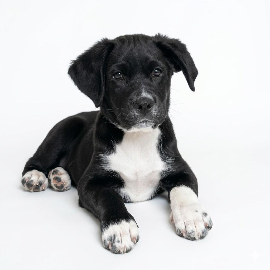 Enlarge Teddy, an adopted mixed breed in Prior Lake, MN image 4/6