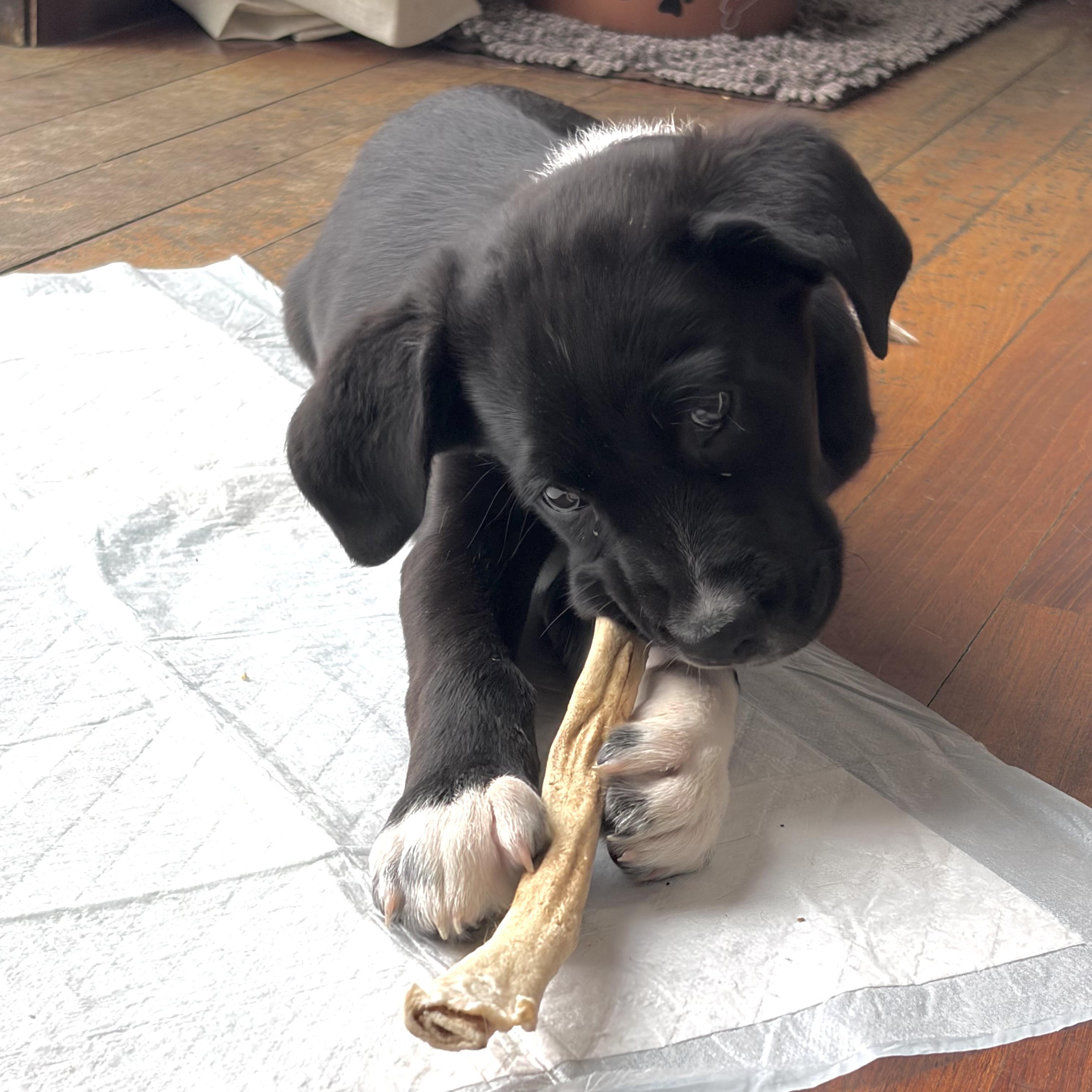 Enlarge Teddy, an adopted mixed breed in Prior Lake, MN image 5/6