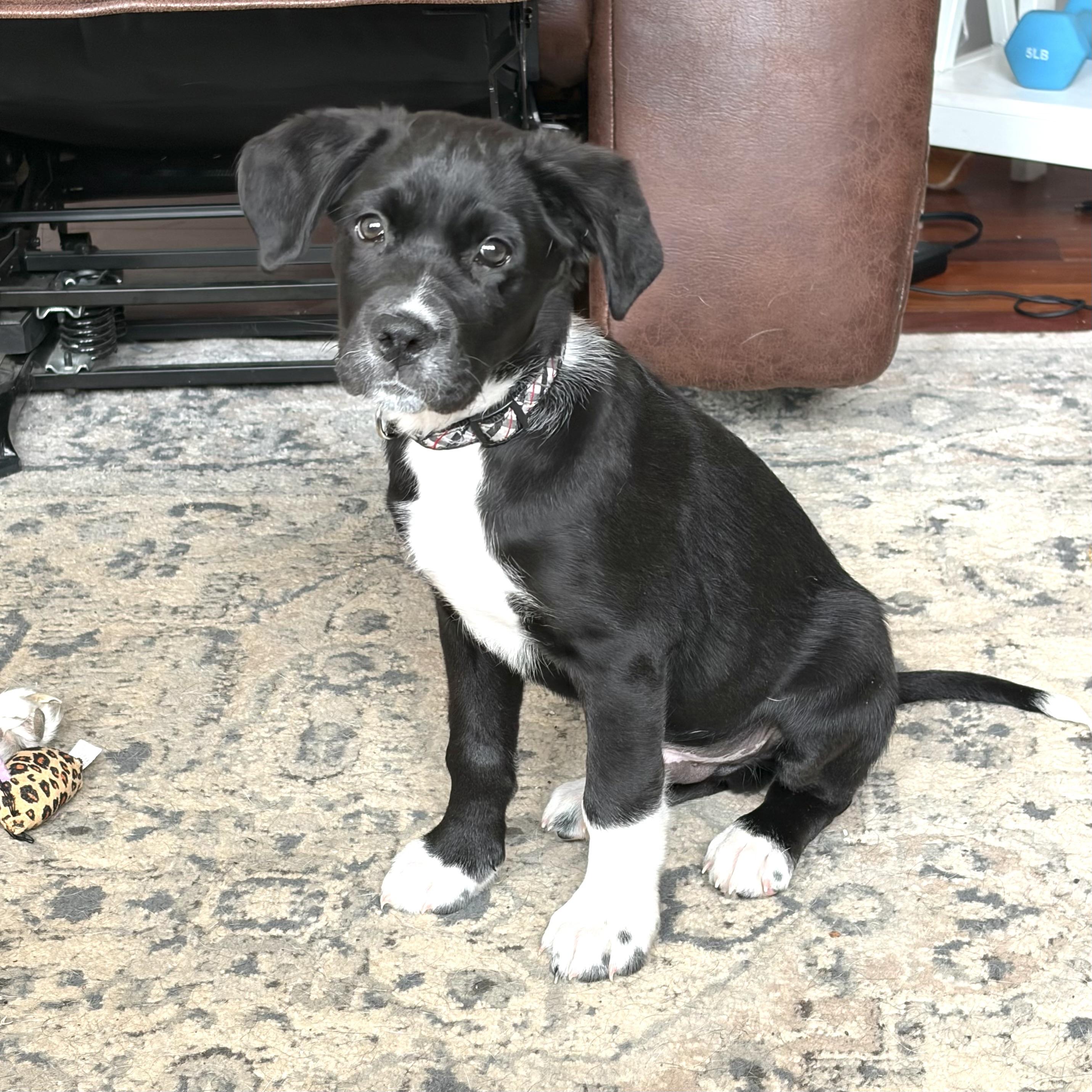 Enlarge Teddy, an adopted mixed breed in Prior Lake, MN image 3/6