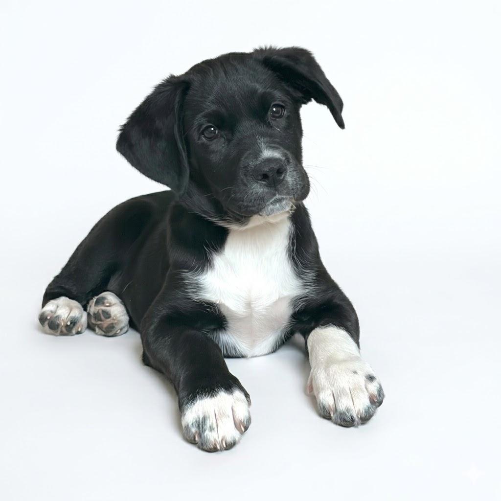 Enlarge Teddy, an adopted mixed breed in Prior Lake, MN image 1/6