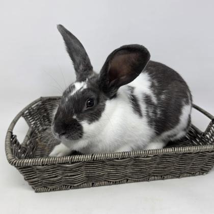 Kaleidoscope, Adoptable, Adult Female Bunny Rabbit.