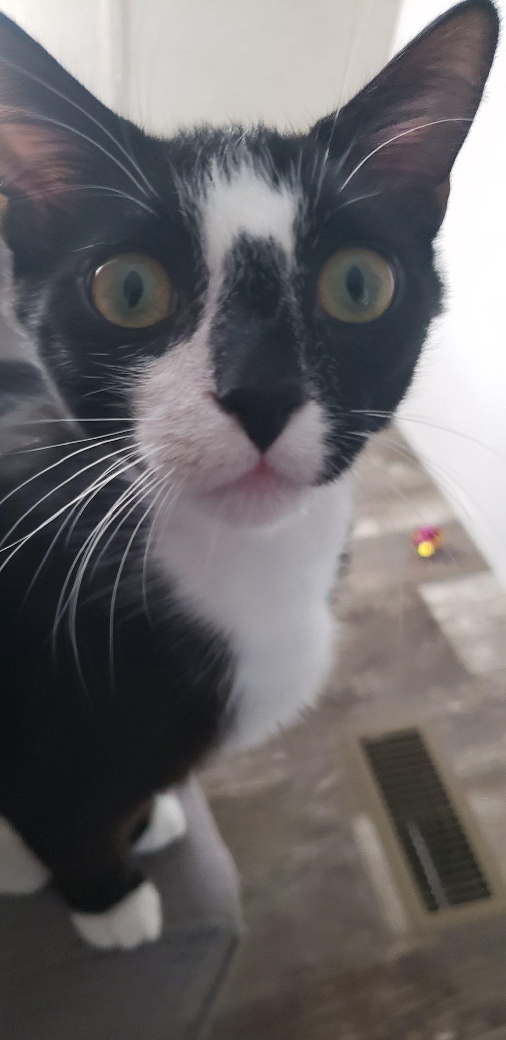 Clarence, ADOPTABLE, Kitten Male Domestic Short Hair.