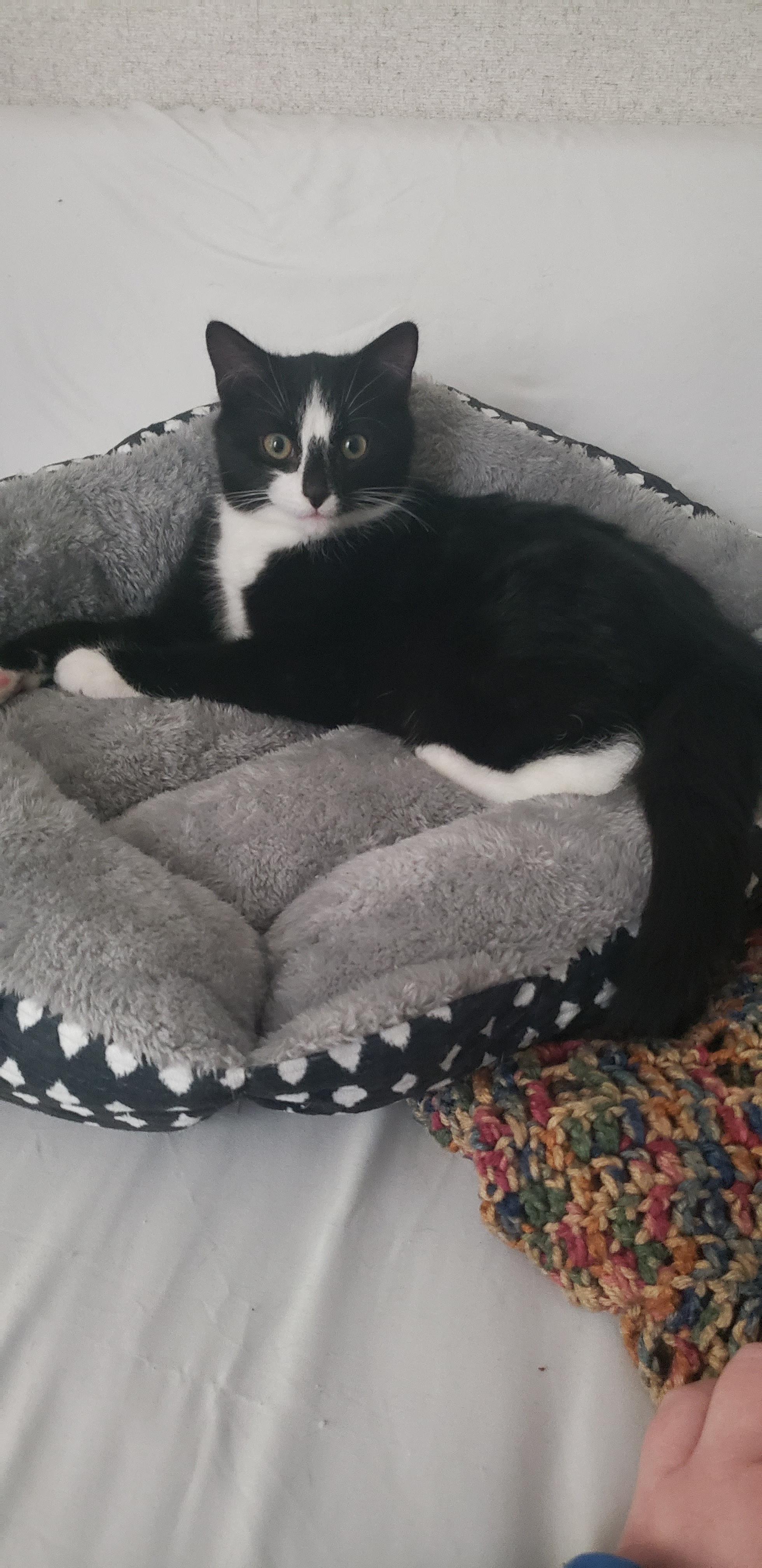 Clarence, a ADOPTABLE Domestic Short Hair in Clyde, NC image 3/3