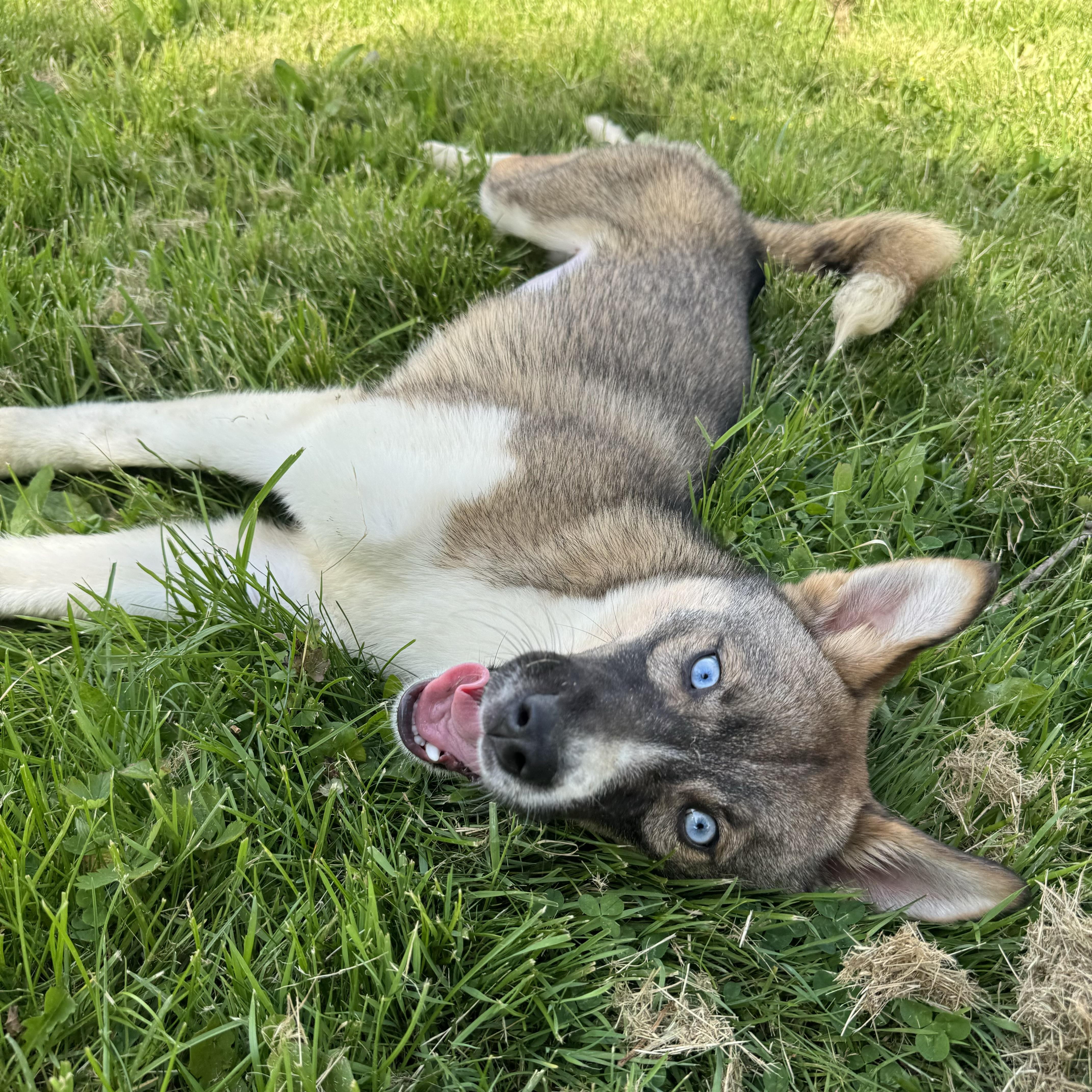 Enlarge Azalea, a ADOPTABLE mixed breed in China Township, MI image 1/6