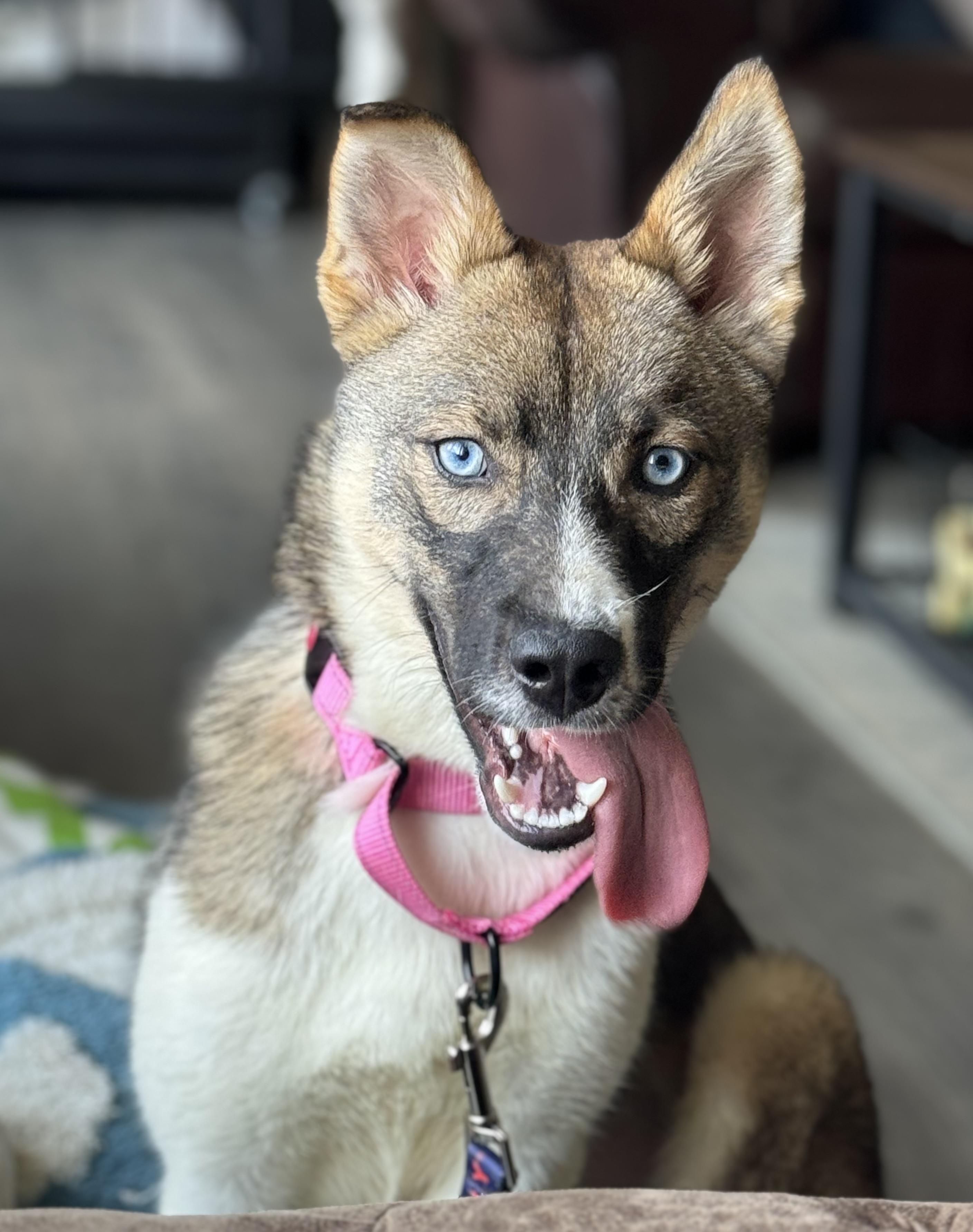 Enlarge Azalea, a ADOPTABLE mixed breed in China Township, MI image 2/6