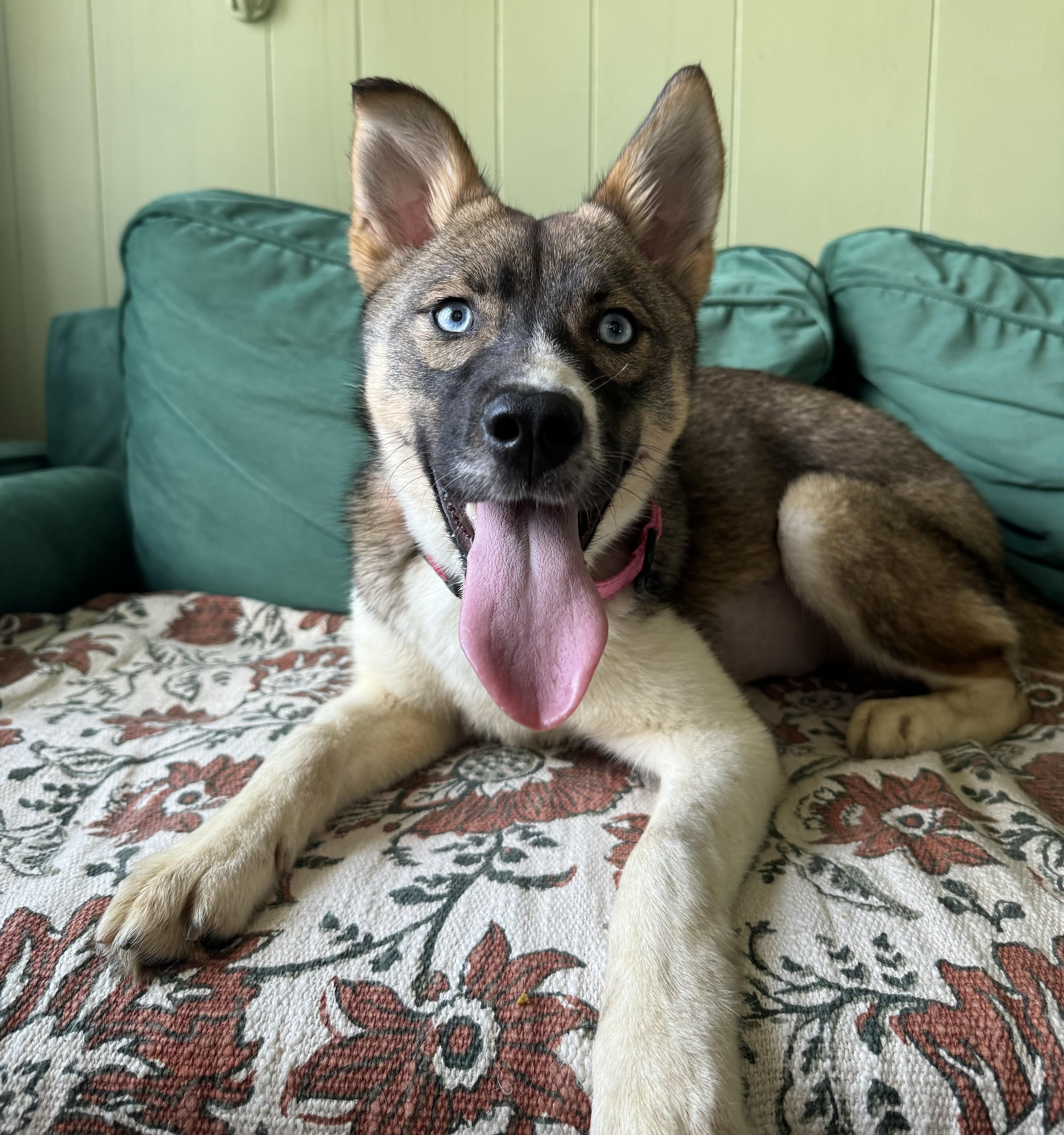 Enlarge Azalea, a ADOPTABLE mixed breed in China Township, MI image 4/6