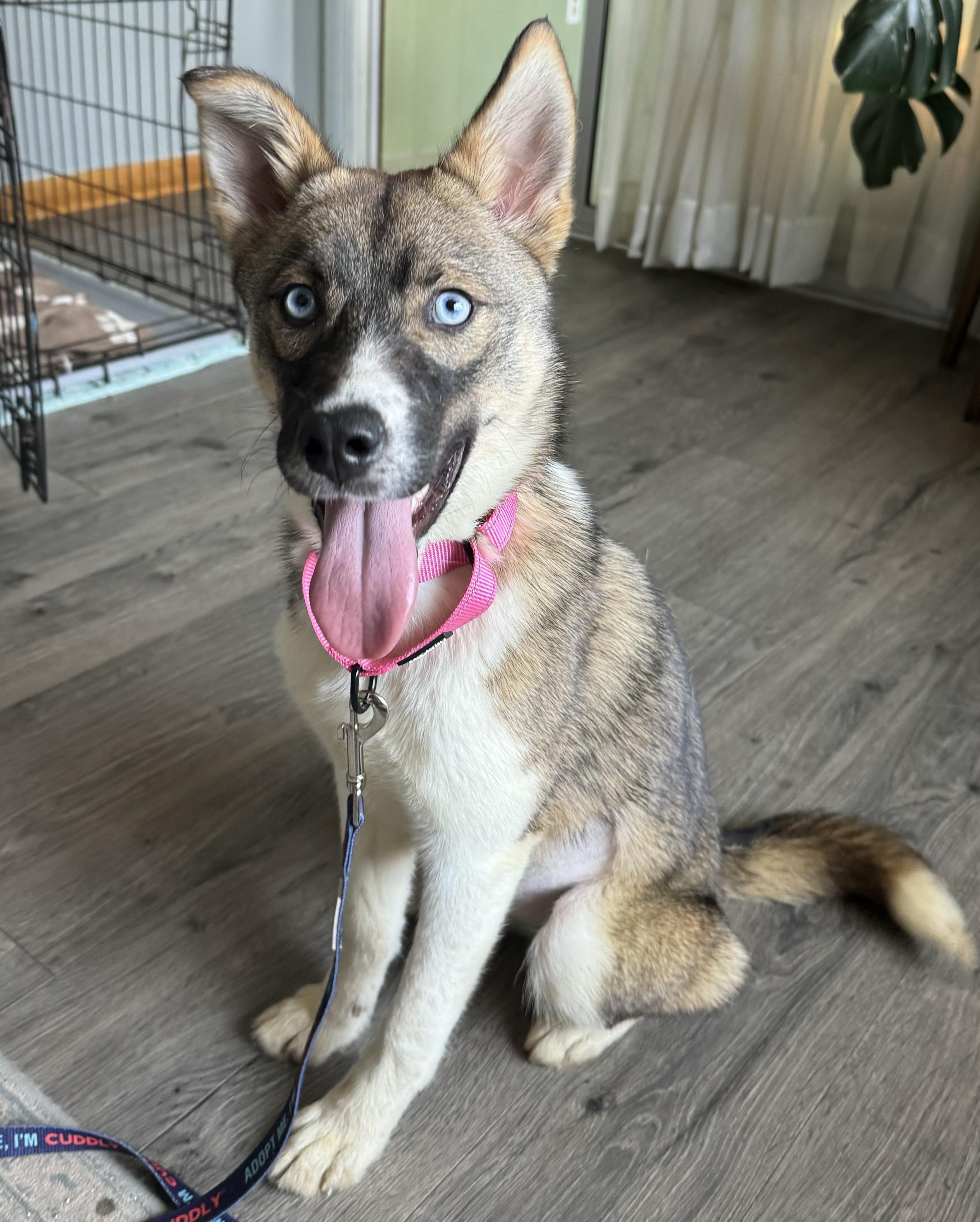 Enlarge Azalea, a ADOPTABLE mixed breed in China Township, MI image 5/6