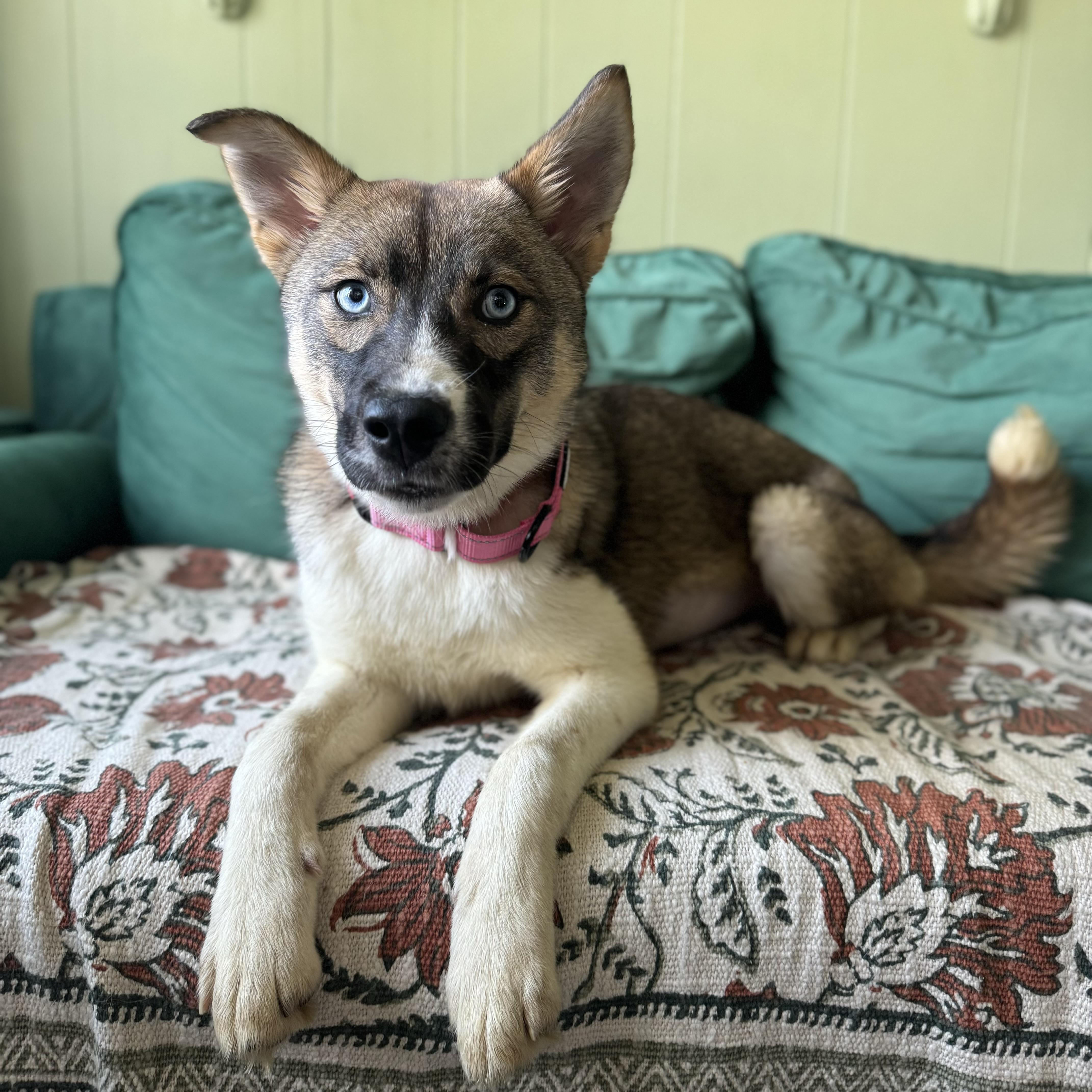Enlarge Azalea, a ADOPTABLE mixed breed in China Township, MI image 6/6