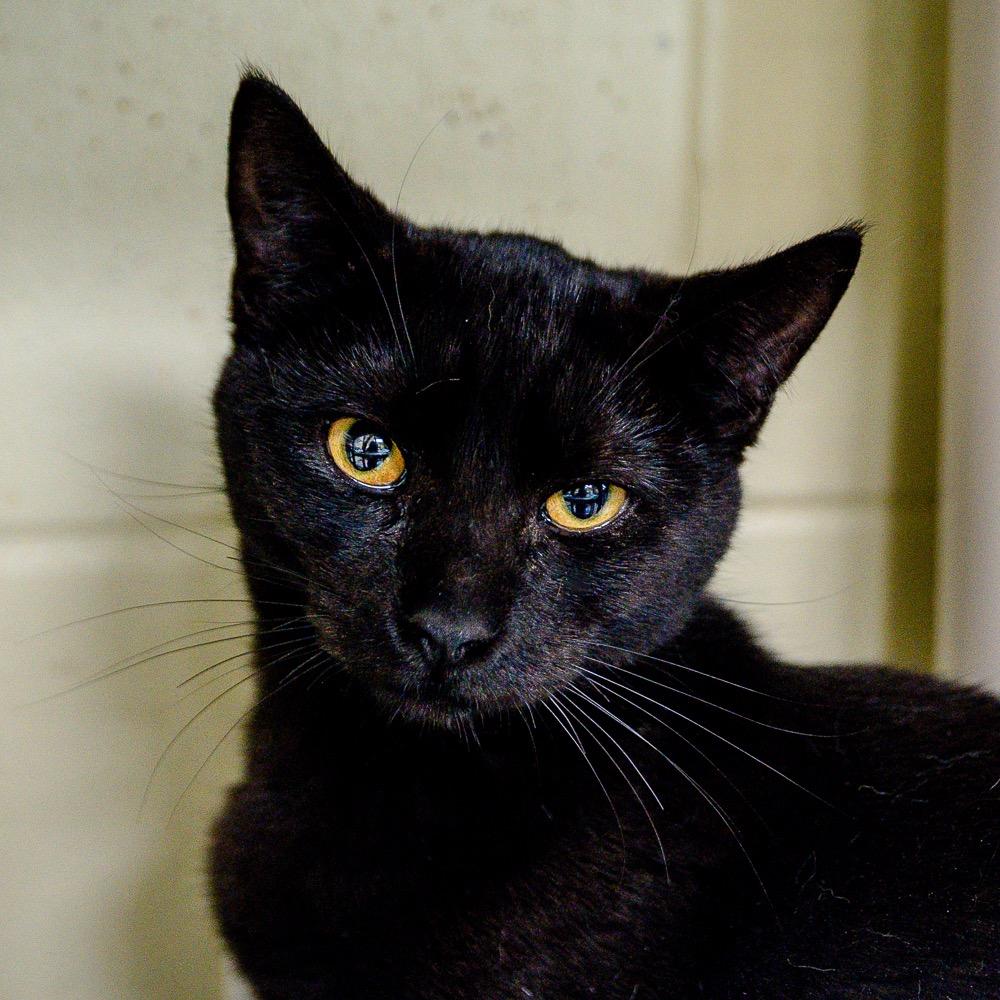 Chandra, Adoptable, Young Female Domestic Short Hair.