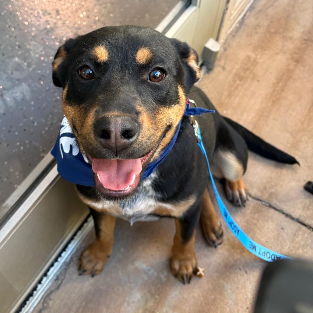 Enlarge Ruidoso, a Adoptable mixed breed in Albuquerque, NM image 1/6