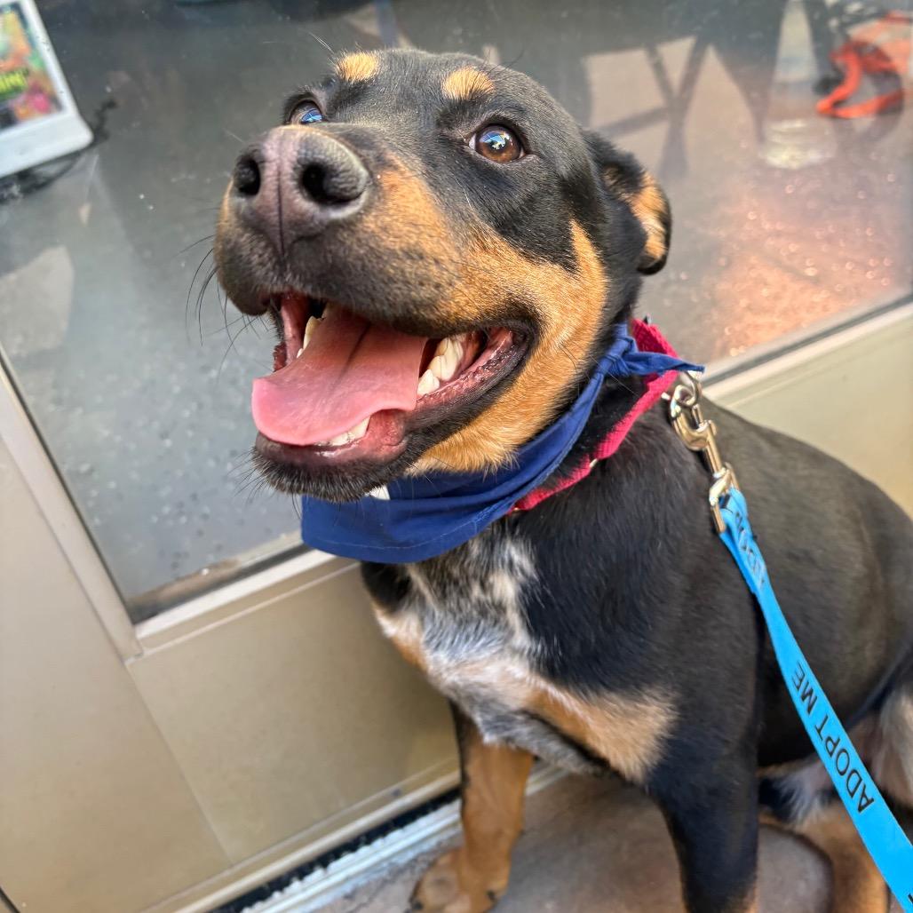 Enlarge Ruidoso, a Adoptable mixed breed in Albuquerque, NM image 3/6