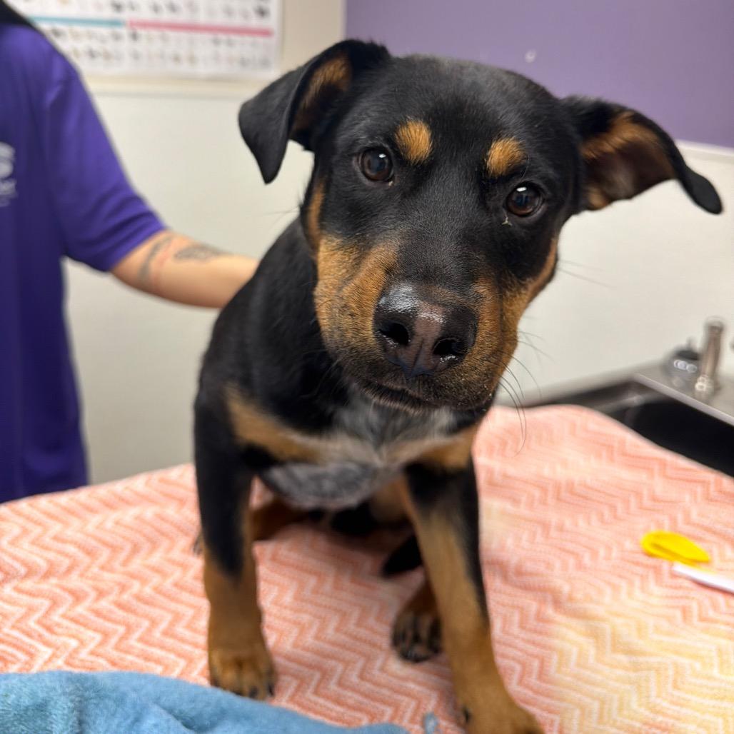 Enlarge Ruidoso, a Adoptable mixed breed in Albuquerque, NM image 4/6