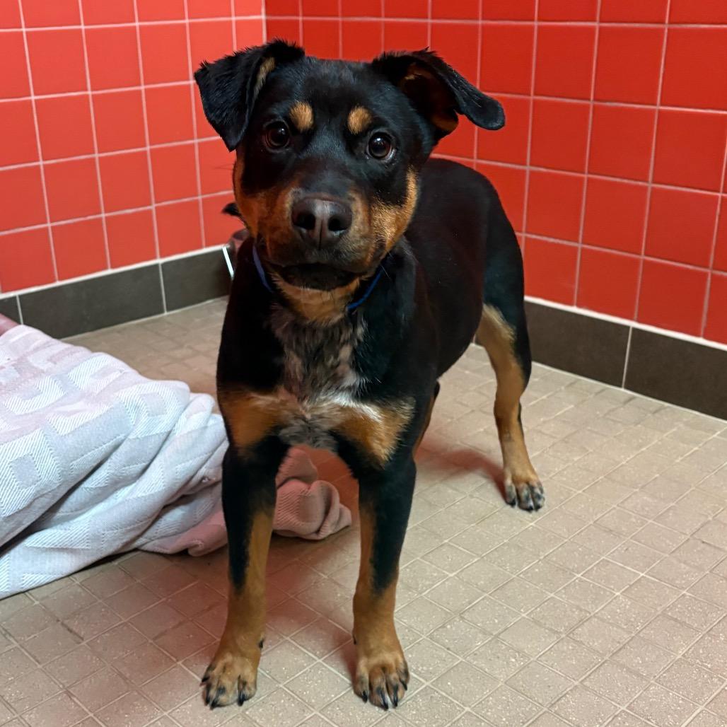 Enlarge Ruidoso, a Adoptable mixed breed in Albuquerque, NM image 5/6