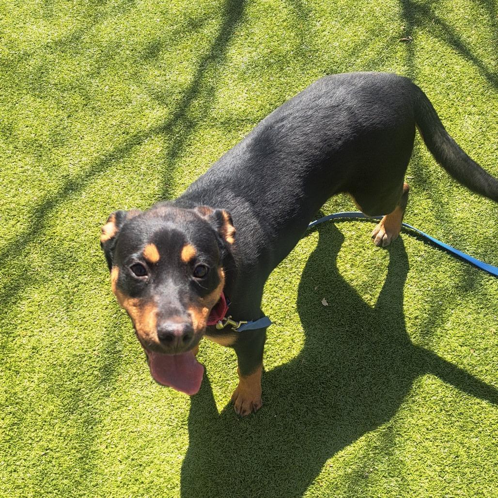 Enlarge Ruidoso, a Adoptable mixed breed in Albuquerque, NM image 6/6