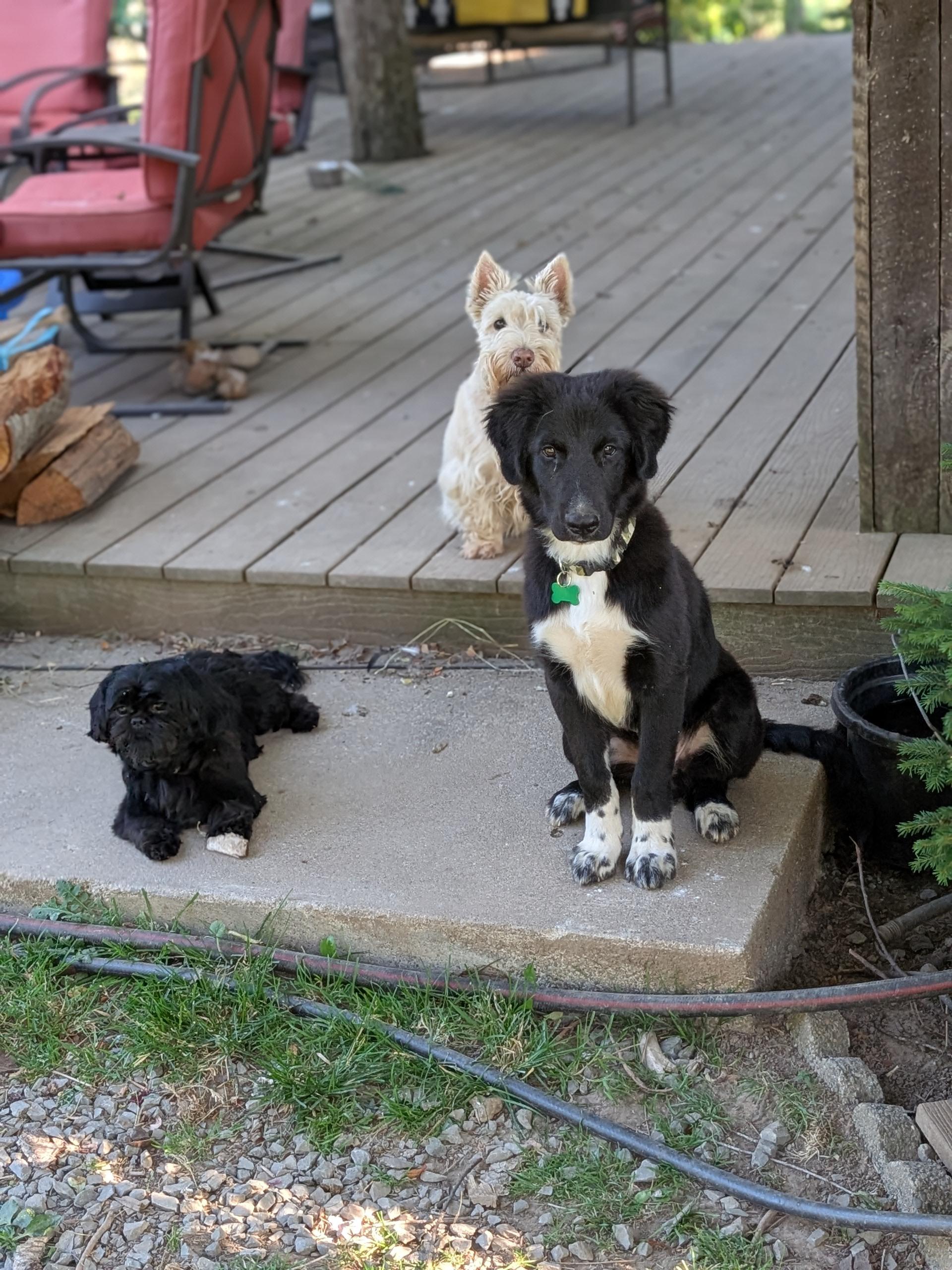 Enlarge Neo, a ADOPTABLE mixed breed in COEUR D ALENE, ID image 5/6