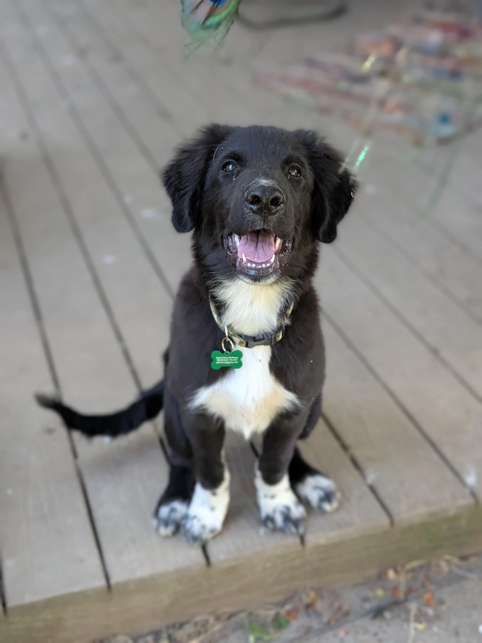 Enlarge Neo, a ADOPTABLE mixed breed in COEUR D ALENE, ID image 4/6