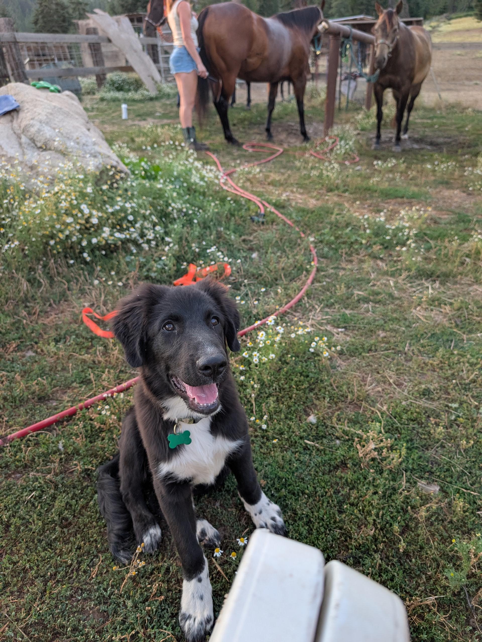 Enlarge Neo, a ADOPTABLE mixed breed in COEUR D ALENE, ID image 6/6