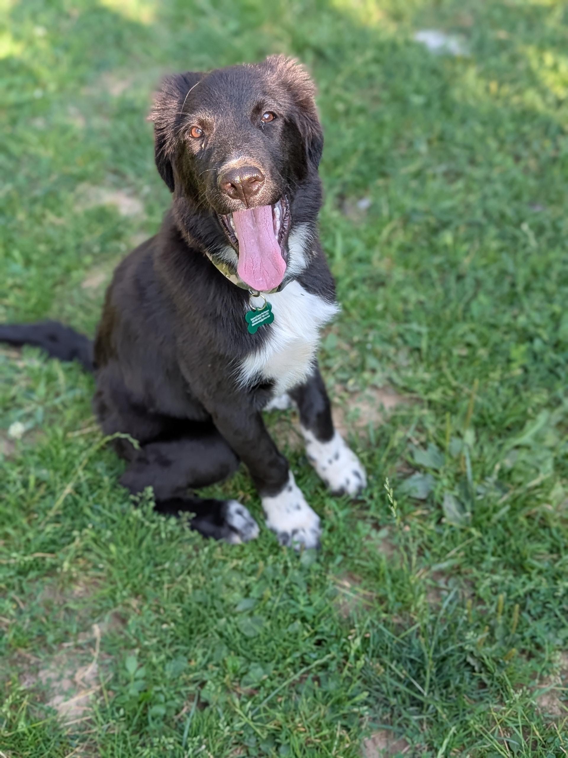 Enlarge Neo, a ADOPTABLE mixed breed in COEUR D ALENE, ID image 2/6