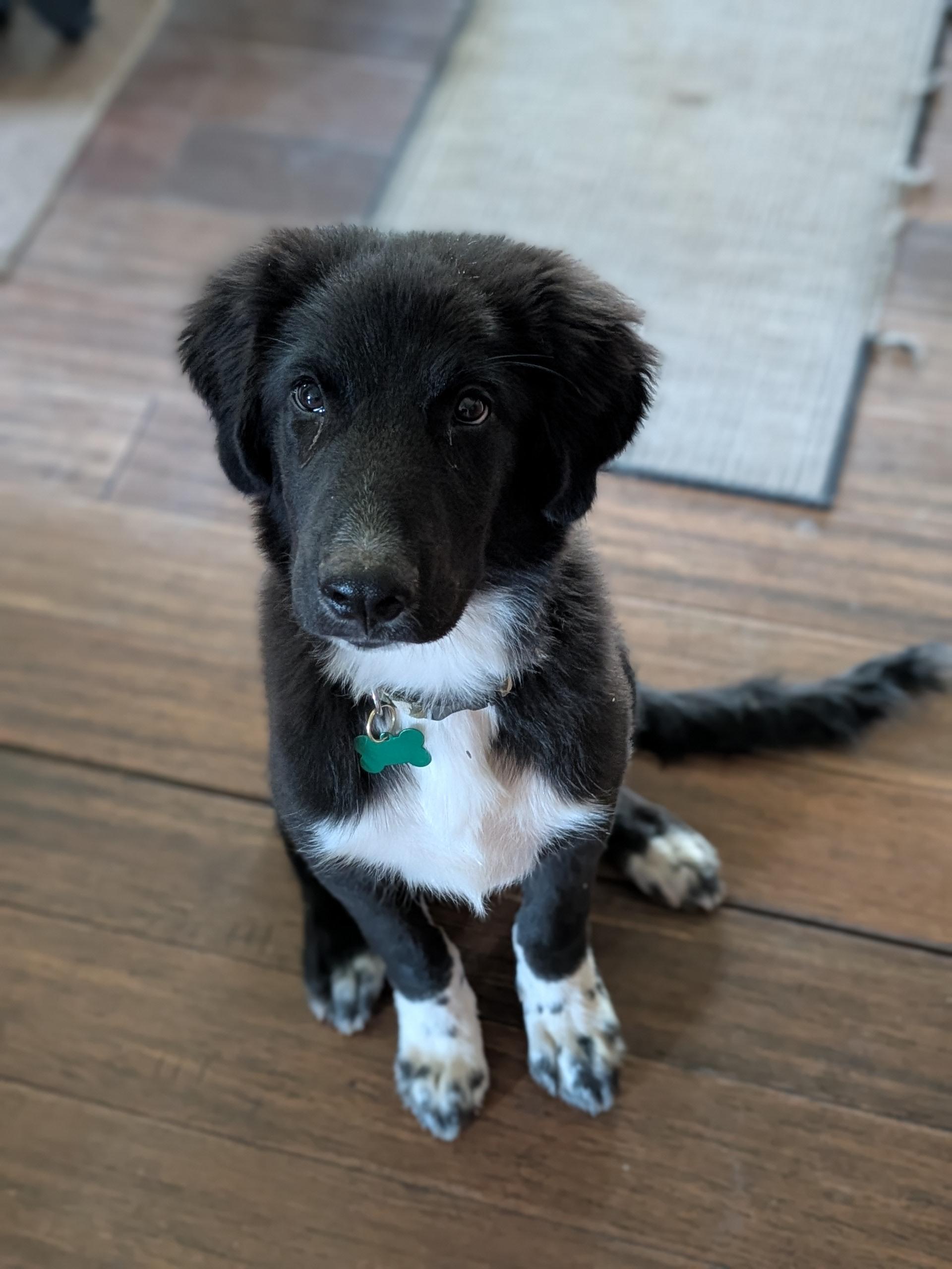 Enlarge Neo, a ADOPTABLE mixed breed in COEUR D ALENE, ID image 1/6