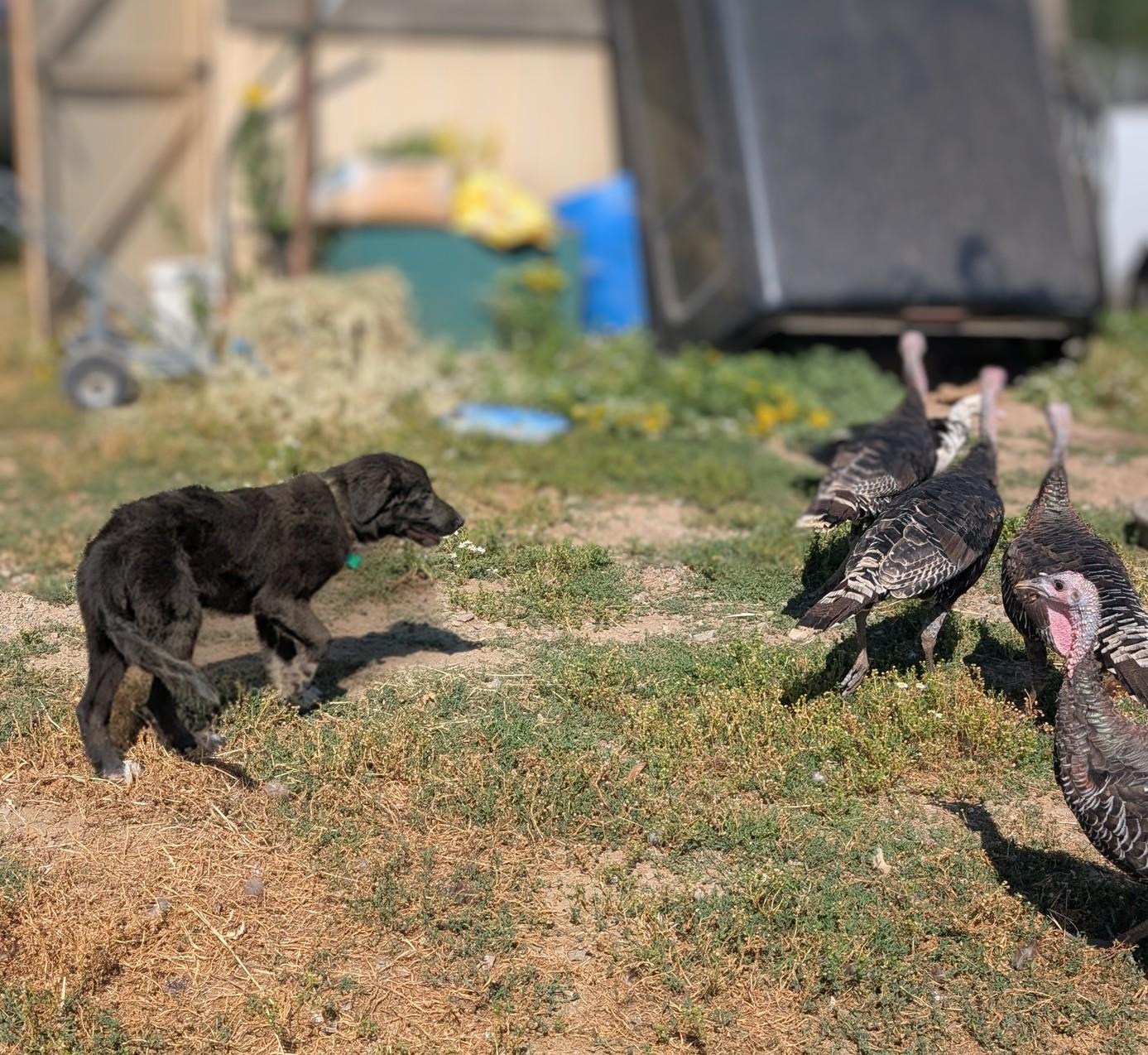 Enlarge Neo, a ADOPTABLE mixed breed in COEUR D ALENE, ID image 3/6