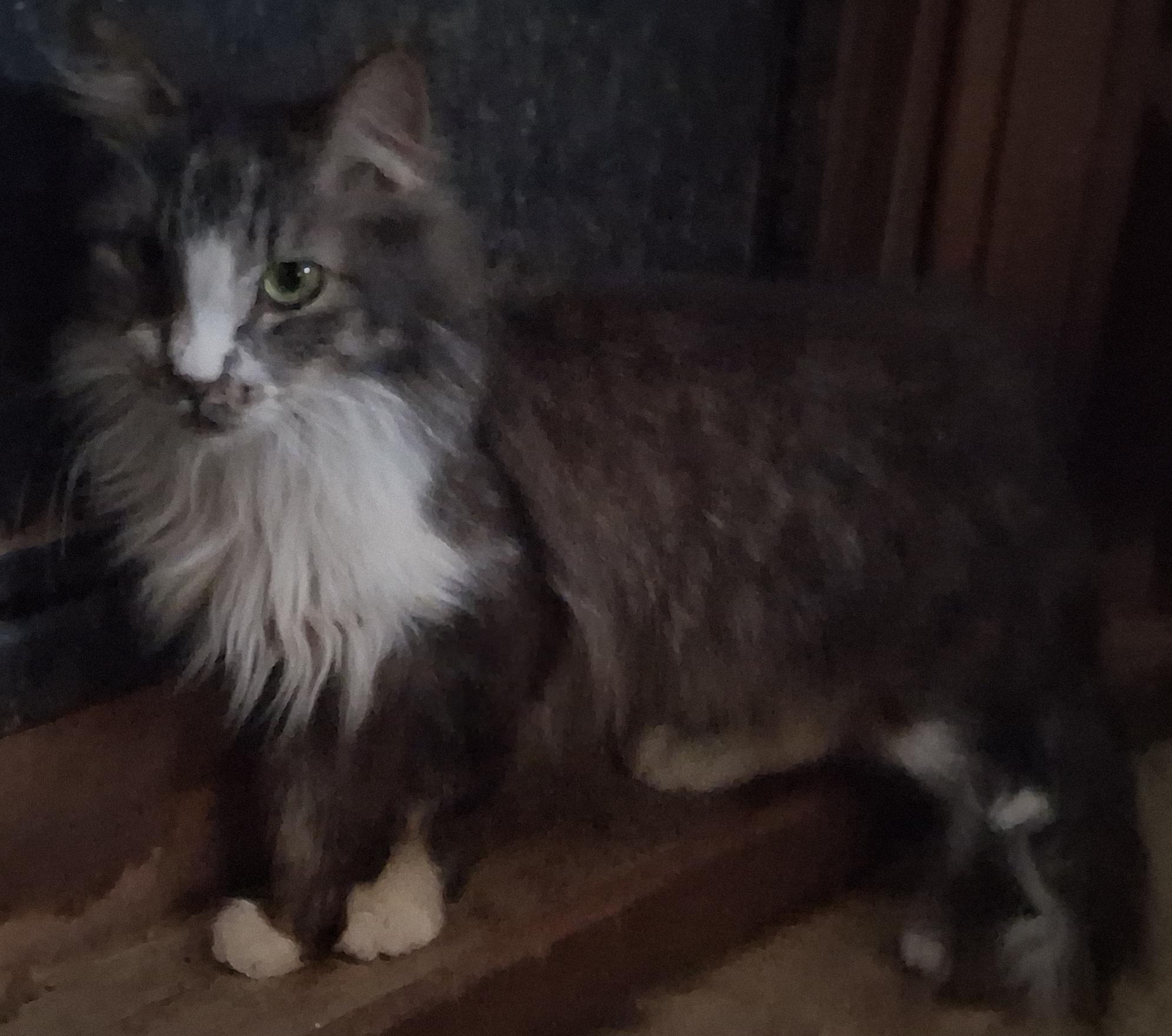 Enlarge Monkey, a Adoptable mixed breed in Phoenix, AZ image 2/2