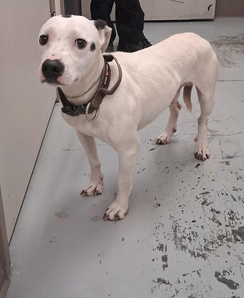 Bull, Adoptable, Adult Male Labrador Retriever & Pit Bull Terrier.