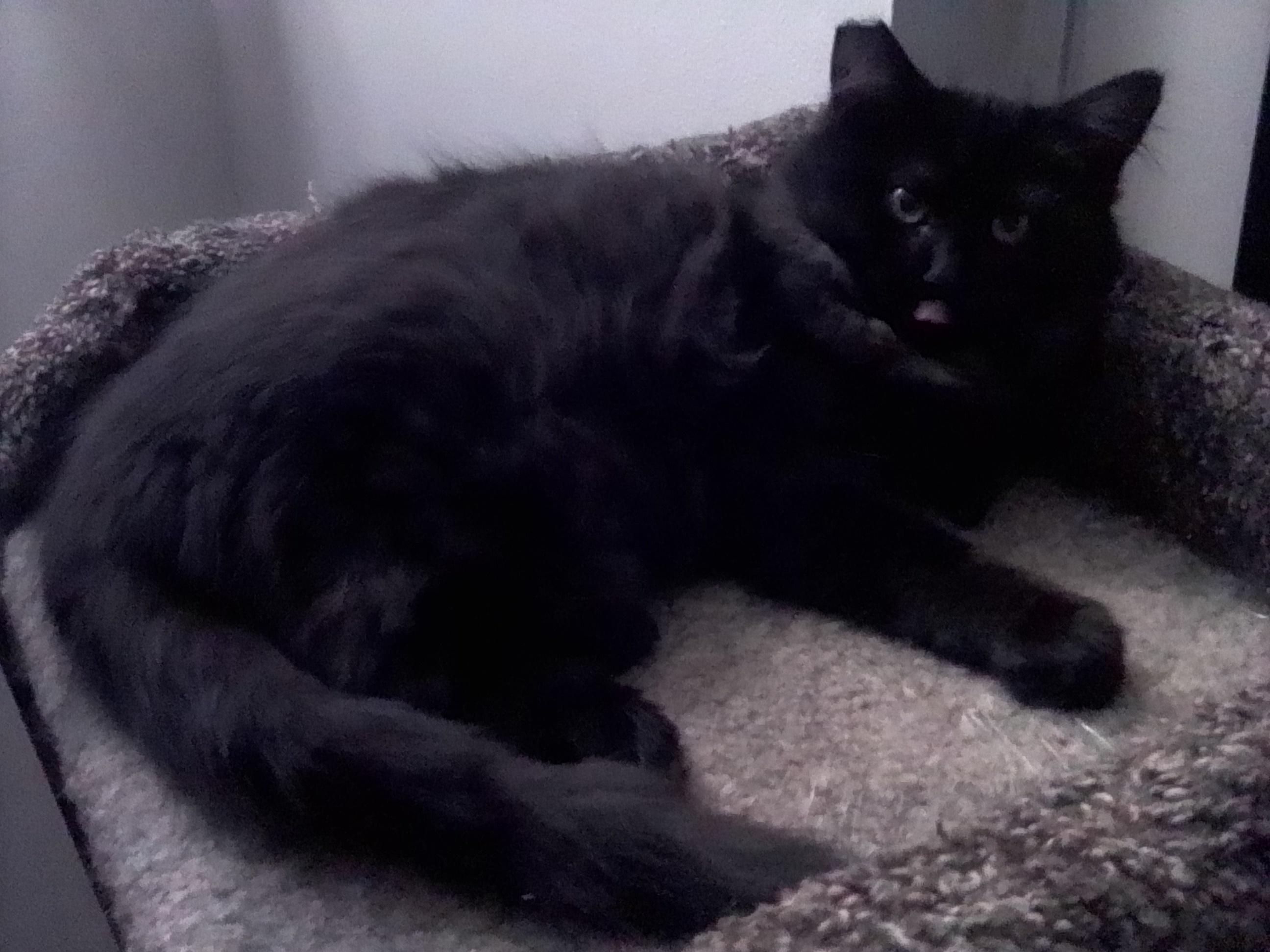 Ruby Midnight (F) & Persimmon (F) - bonded pair, a Adoptable Domestic Long Hair in Springfield, OR image 2/6