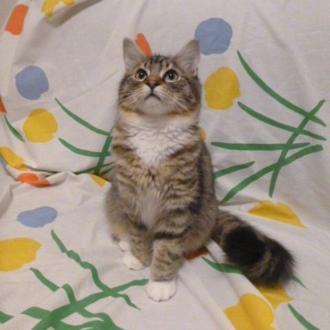 Ruby Midnight (F) & Persimmon (F) - bonded pair, an adoptable Domestic Long Hair in Springfield, OR, 97478 | Photo Image 1