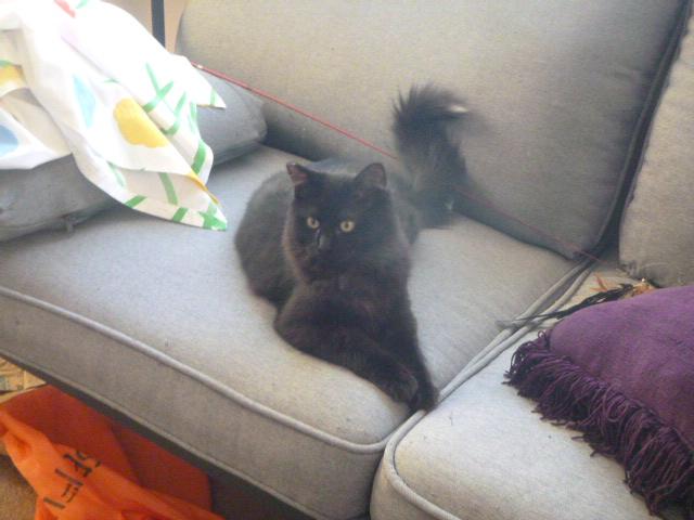 Ruby Midnight (F) & Persimmon (F) - bonded pair, Adoptable, Young Female Domestic Long Hair.