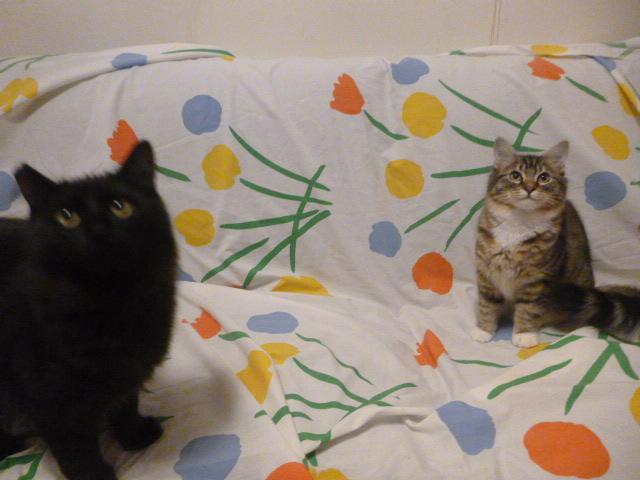 Ruby Midnight (F) & Persimmon (F) - bonded pair, a Adoptable Domestic Long Hair in Springfield, OR image 4/6