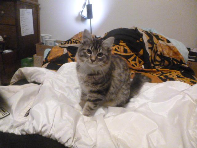 Ruby Midnight (F) & Persimmon (F) - bonded pair, a Adoptable Domestic Long Hair in Springfield, OR image 5/6