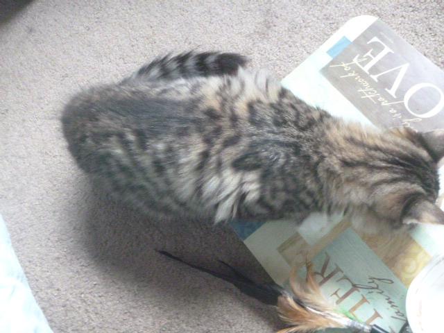 Ruby Midnight (F) & Persimmon (F) - bonded pair, a Adoptable Domestic Long Hair in Springfield, OR image 6/6