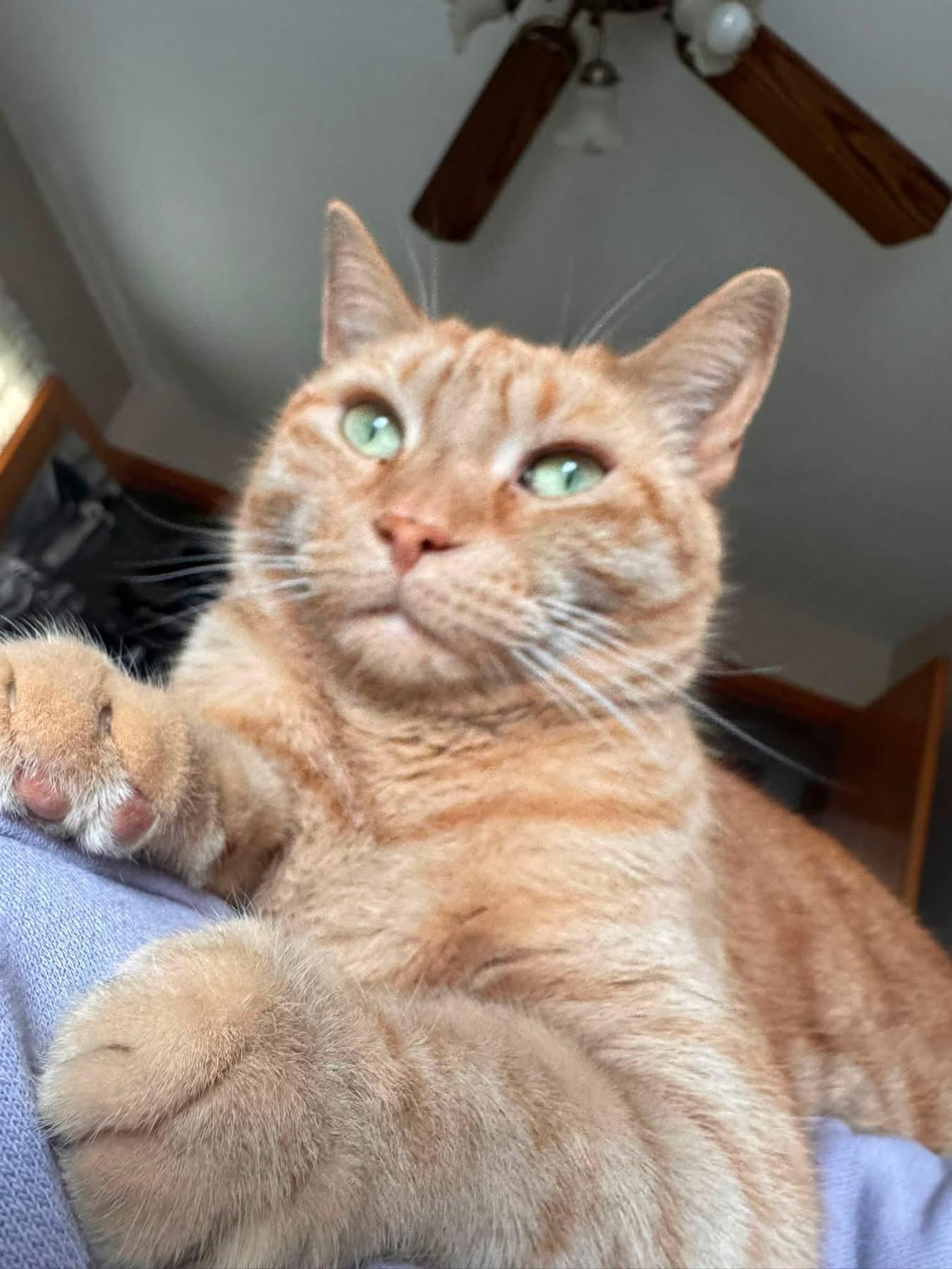 Otis, ADOPTABLE, Adult Male Domestic Short Hair.
