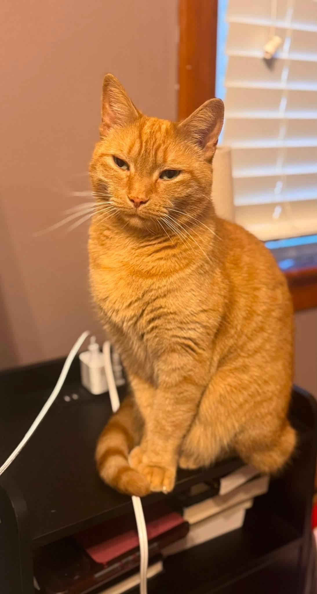 Enlarge Otis, a ADOPTABLE Domestic Short Hair in Atwater, OH image 2/2