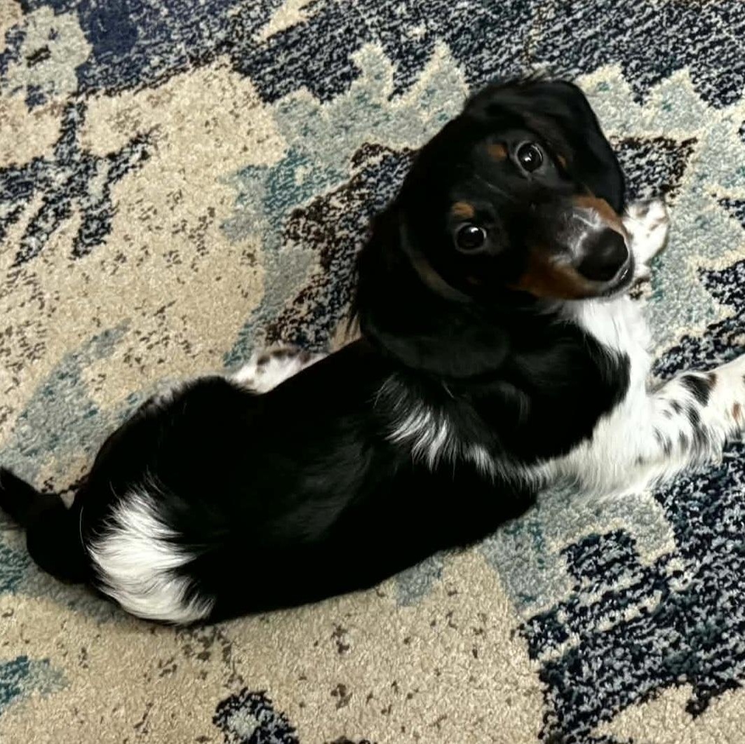 Enlarge Nacho, an adopted Dachshund in Omaha, NE image 2/2