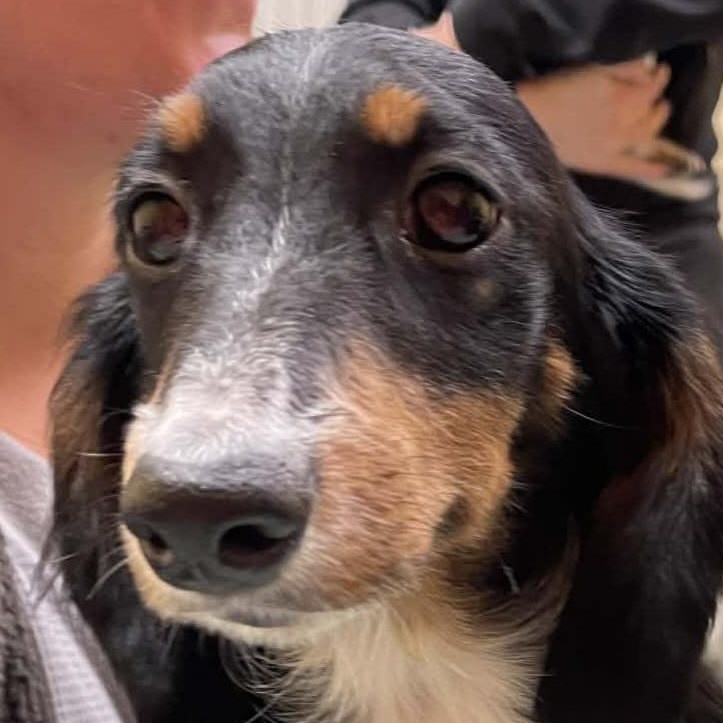 Enlarge Nacho, an adopted Dachshund in Omaha, NE image 1/2